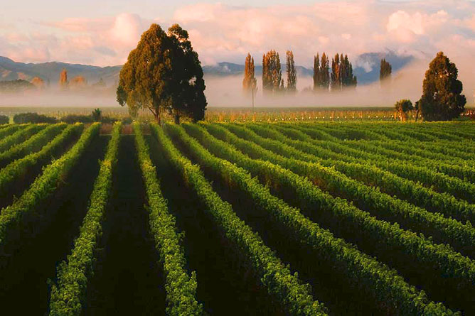 Marlborough Region, South Island New Zealand