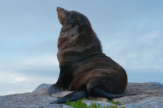 Fur Seal Colony, Kaikoura