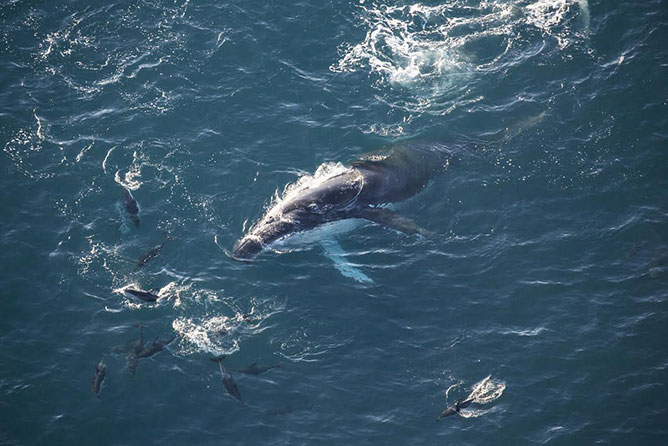 Wings Over Whales - Kaikoura