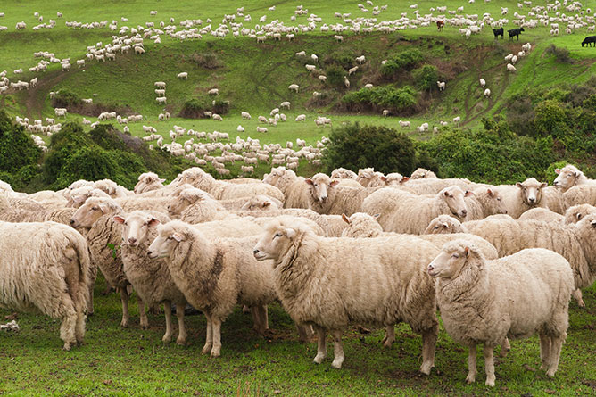 Flock Of Sheep, Canterbury Plains