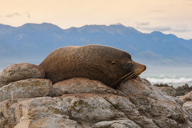 Fur Seal Sleeping, Kaikoura